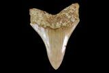 Serrated, Lower Megalodon Tooth - Indonesia #154624-1